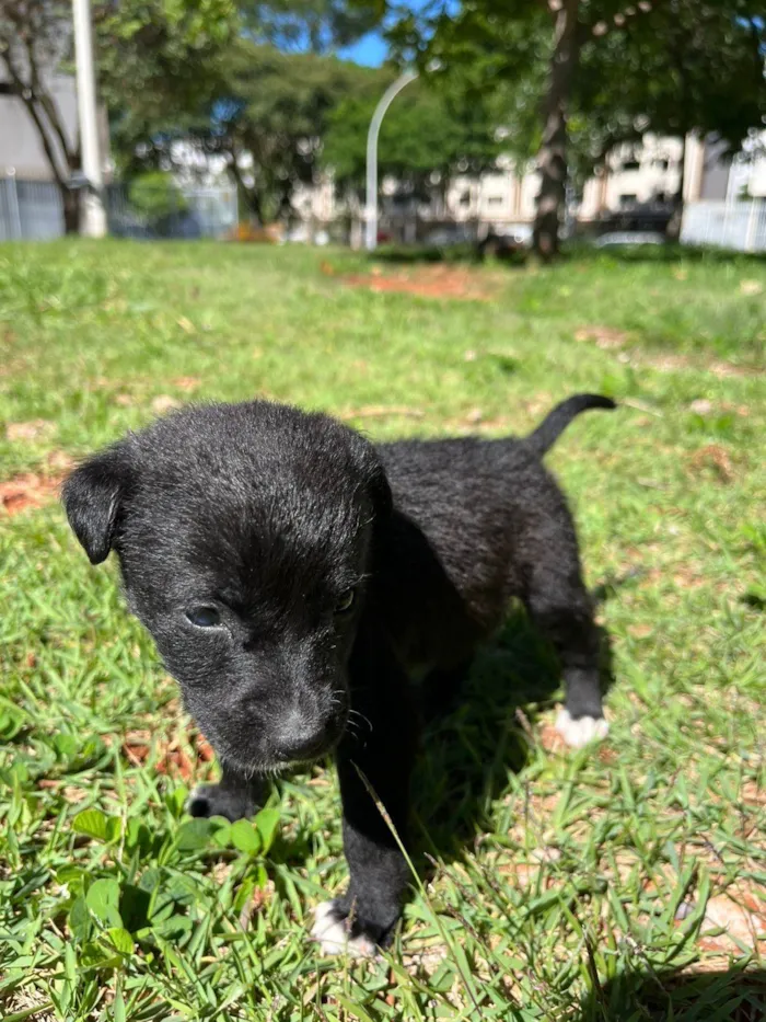 Cachorro ra a SRD-ViraLata idade 2 a 6 meses nome Filhotes porte pequeno
