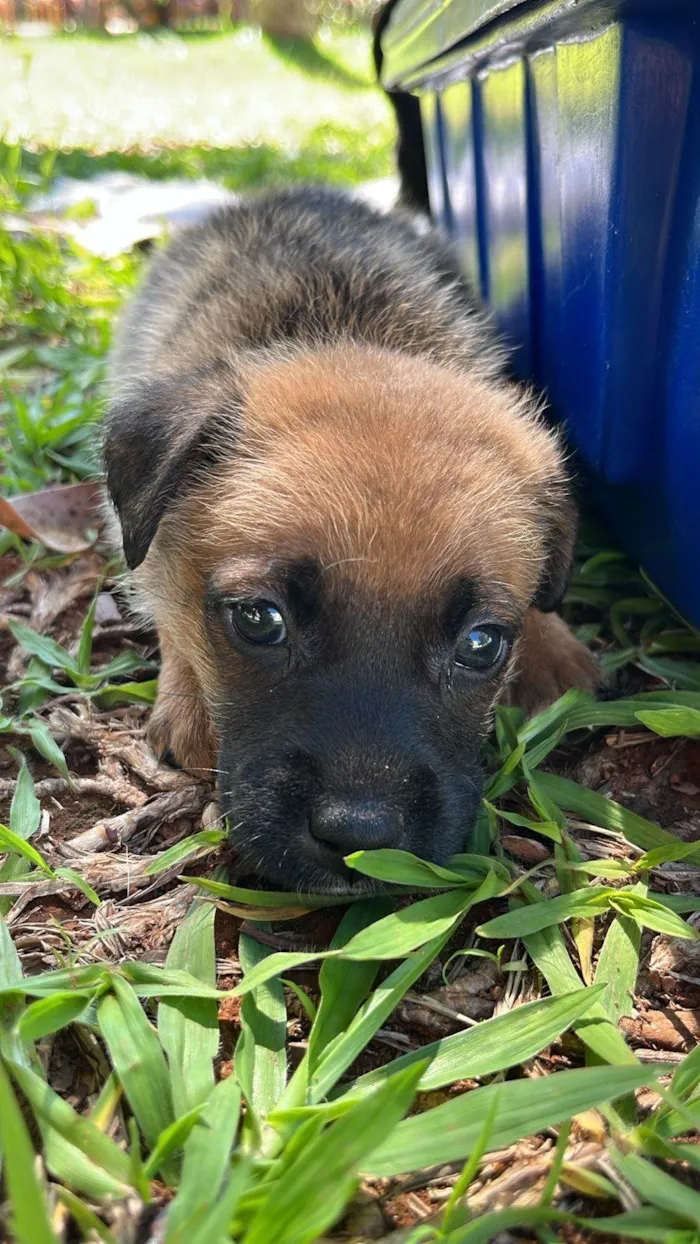 Cachorro ra a SRD-ViraLata idade 2 a 6 meses nome Filhotes porte pequeno