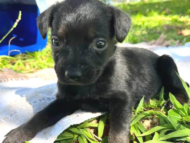Cachorro raça SRD-ViraLata idade 2 a 6 meses nome Filhotes porte pequeno