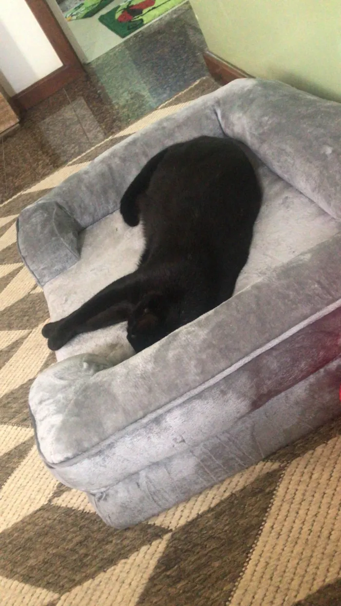 Gato ra a SRD-ViraLata idade 6 ou mais anos nome Lilo