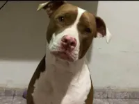 Cachorro raça Pit-Bull idade 2 anos nome Lua
