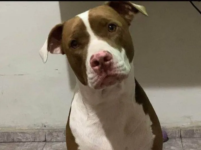 Cachorro ra a Pit-Bull idade 2 anos nome Lua