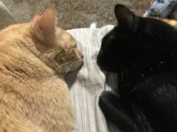 Gato raça SRD-ViraLata idade 6 ou mais anos nome Lilo