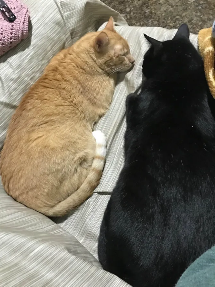 Gato ra a SRD-ViraLata idade 6 ou mais anos nome Lilo