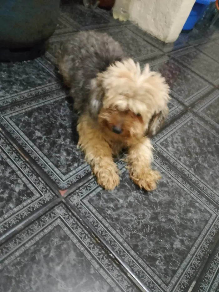 Cachorro ra a Poodle idade 4 anos nome Bella 