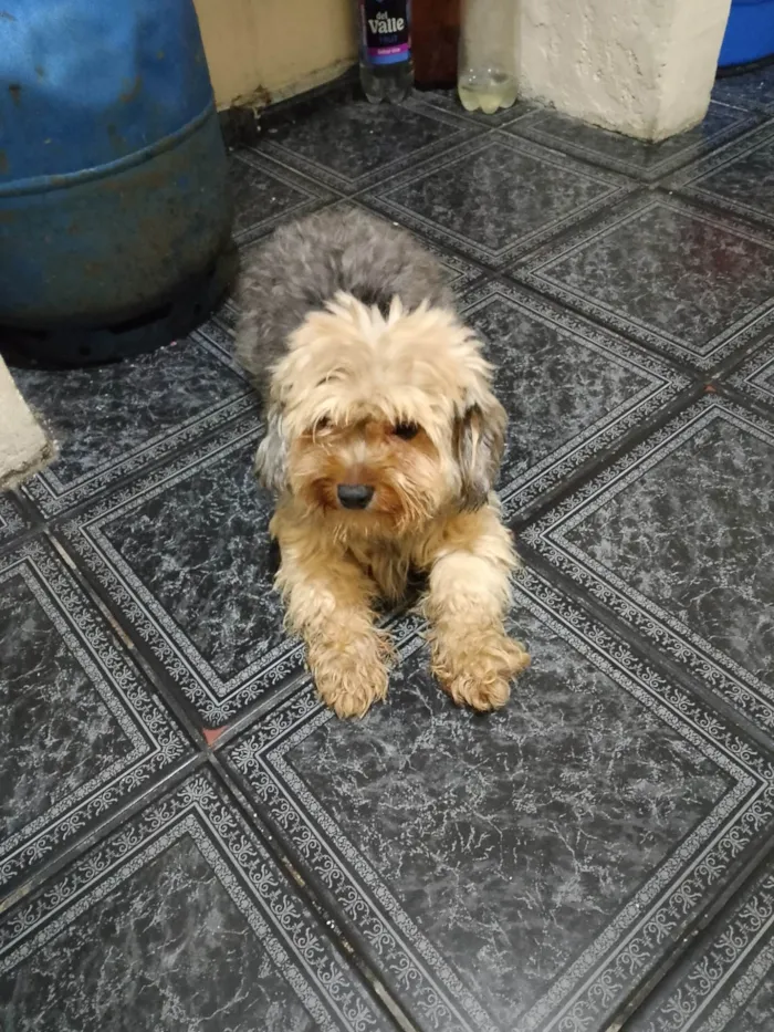 Cachorro ra a Poodle idade 4 anos nome Bella 