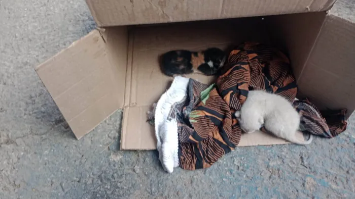 Gato ra a SRD-ViraLata idade Abaixo de 2 meses nome Sem nome