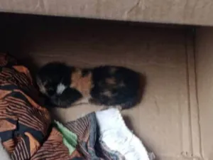 Gato ra a SRD-ViraLata idade Abaixo de 2 meses nome Sem nome