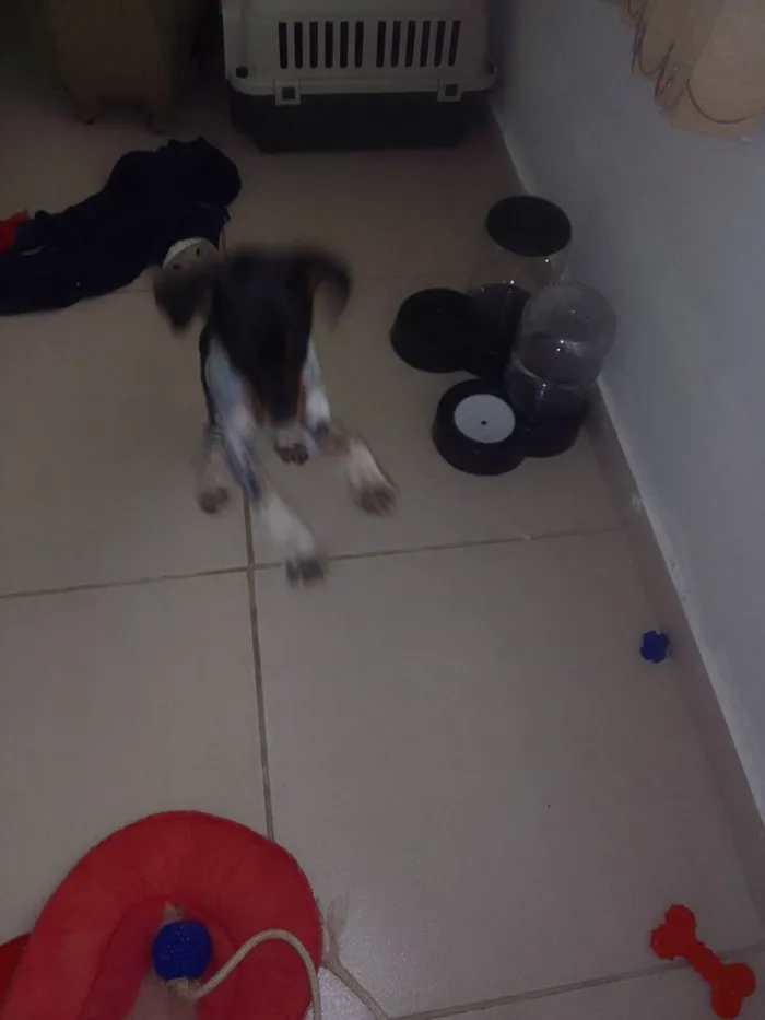 Cachorro ra a Fox Terrier idade 2 a 6 meses nome Túlio 