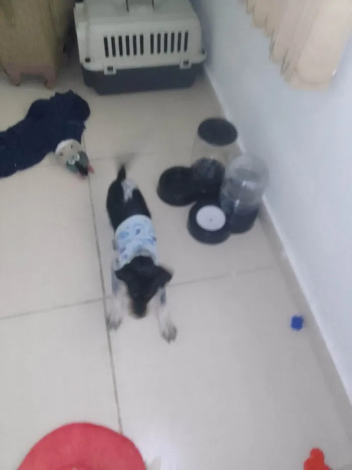 Cachorro ra a Fox Terrier idade 2 a 6 meses nome Túlio 