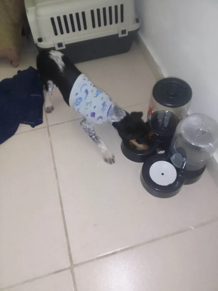 Cachorro ra a Fox Terrier idade 2 a 6 meses nome Túlio 