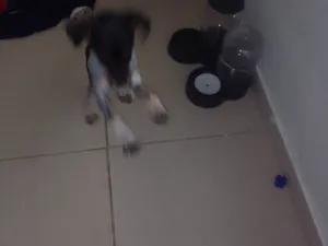Cachorro raça Fox Terrier idade 2 a 6 meses nome Túlio 