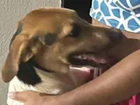 Cachorro raça SRD-ViraLata idade 7 a 11 meses nome Bebel