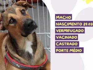 Cachorro raça SRD-ViraLata idade 7 a 11 meses nome Pope