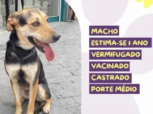 Cachorro raça SRD-ViraLata idade 1 ano nome Scooby 
