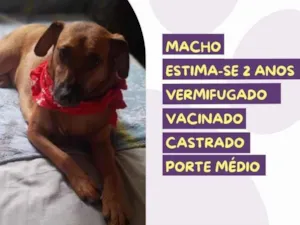Cachorro raça SRD-ViraLata idade 2 a 6 meses nome Gustavo