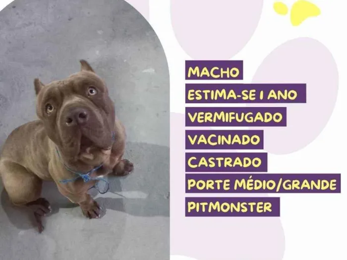 Cachorro raça Pit-Bull idade 1 ano nome Capitão 