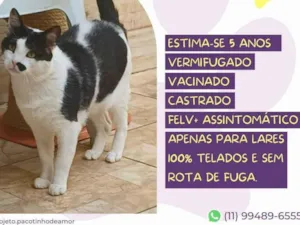 Gato raça SRD-ViraLata idade 5 anos nome Zac