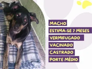 Cachorro raça SRD-ViraLata idade 7 a 11 meses nome Gabriel Garcia Marquez