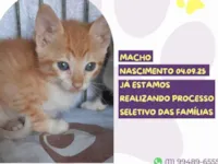Gato raça SRD-ViraLata idade 2 a 6 meses nome Leandro 