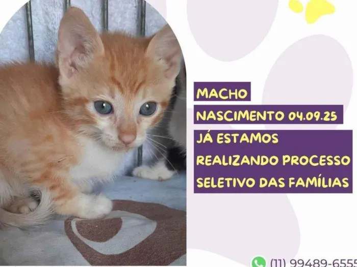 Gato raça SRD-ViraLata idade 2 a 6 meses nome Leandro 