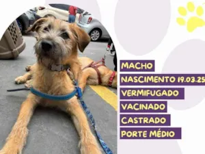 Cachorro raça SRD-ViraLata idade 7 a 11 meses nome Benji 