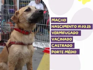 Cachorro raça SRD-ViraLata idade 7 a 11 meses nome Bartho