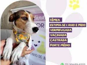 Cachorro raça SRD-ViraLata idade 1 ano nome Ariel