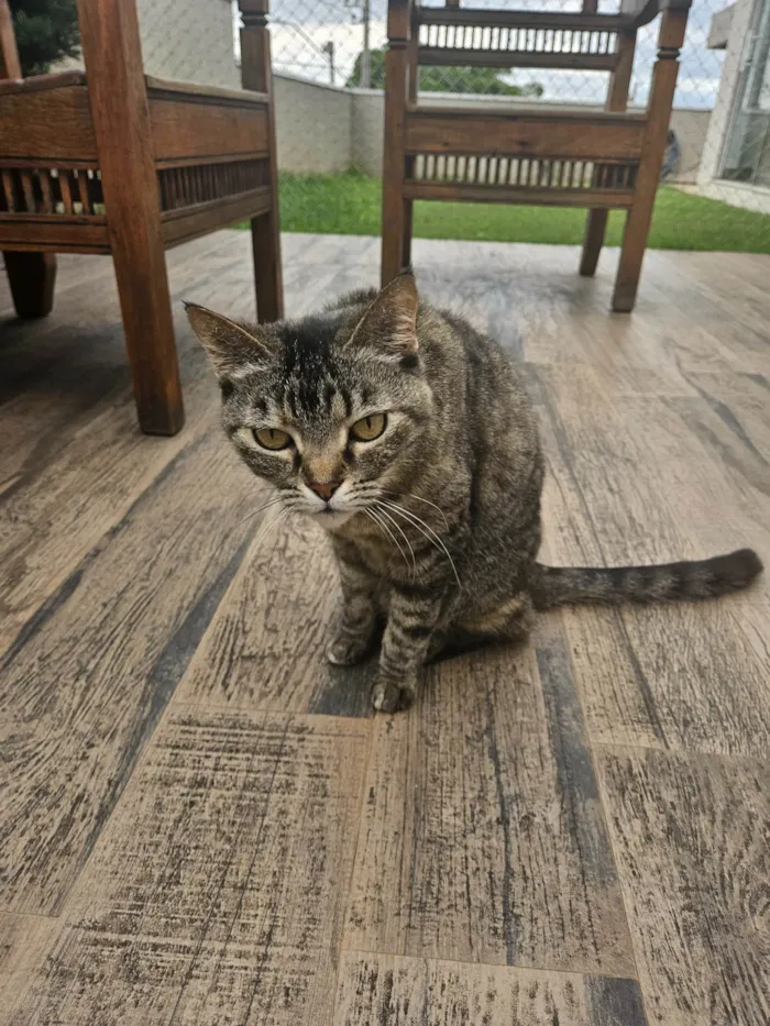 Gato ra a SRD-ViraLata idade 6 ou mais anos nome Jujuba 