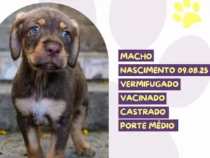 Cachorro raça SRD-ViraLata idade 2 a 6 meses nome Bourbon 