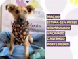 Cachorro raça SRD-ViraLata idade 2 a 6 meses nome Mateus