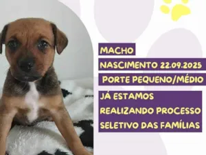 Cachorro raça SRD-ViraLata idade 2 a 6 meses nome Alby