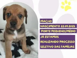 Cachorro raça SRD-ViraLata idade 2 a 6 meses nome Alvin