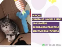 Gato raça SRD-ViraLata idade 2 a 6 meses nome Spooky