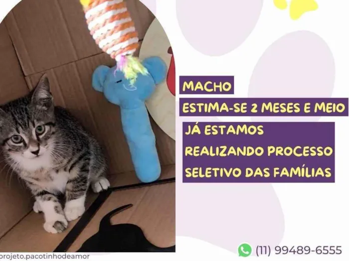 Gato raça SRD-ViraLata idade 2 a 6 meses nome Spooky