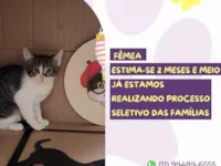 Gato raça SRD-ViraLata idade 2 a 6 meses nome Violet