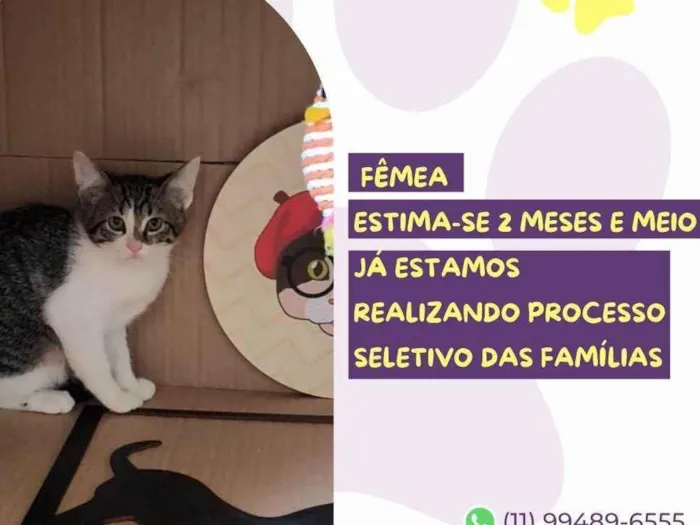 Gato raça SRD-ViraLata idade 2 a 6 meses nome Violet