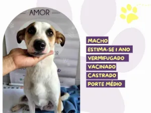 Cachorro raça SRD-ViraLata idade 1 ano nome Garoto