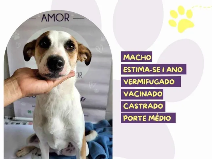 Cachorro raça SRD-ViraLata idade 1 ano nome Garoto