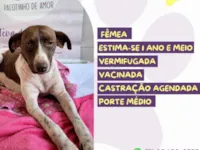 Cachorro raça SRD-ViraLata idade 1 ano nome Ártemis