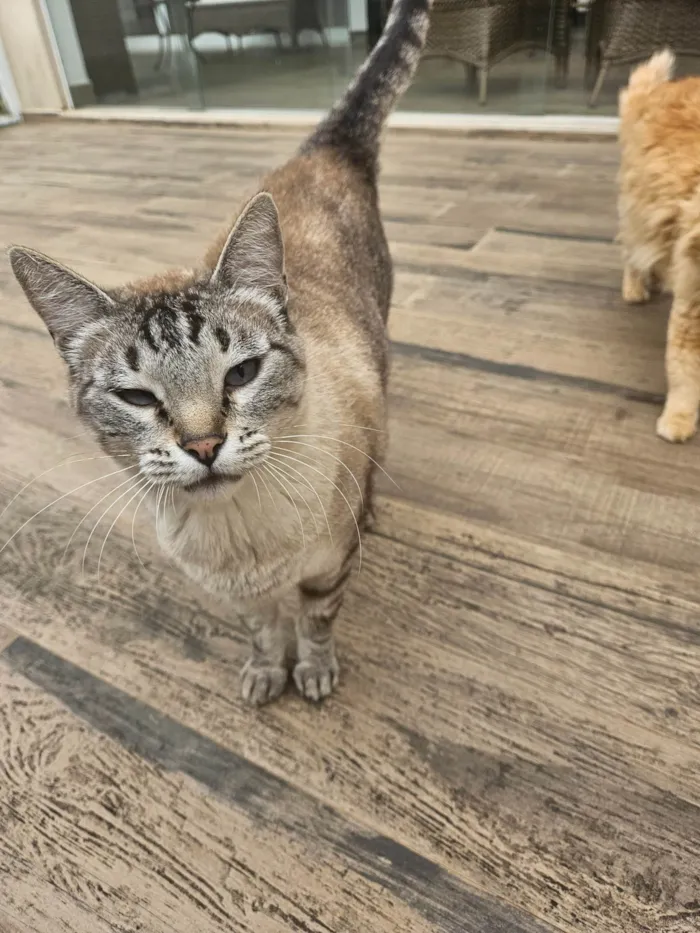 Gato ra a SRD-ViraLata idade 6 ou mais anos nome Mingau 