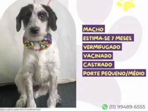 Cachorro raça SRD-ViraLata idade 7 a 11 meses nome Waffle 