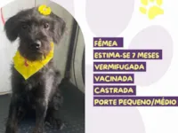 Cachorro raça SRD-ViraLata idade 7 a 11 meses nome Negra Lee