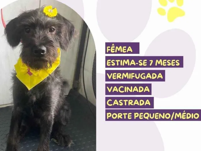 Cachorro raça SRD-ViraLata idade 7 a 11 meses nome Negra Lee