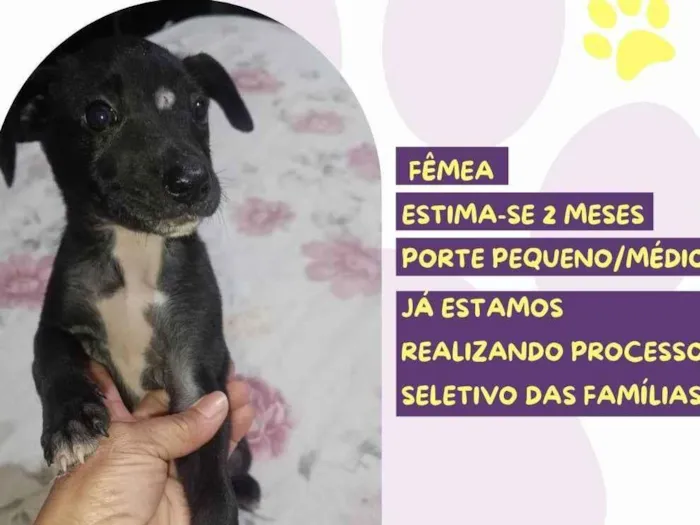 Cachorro raça SRD-ViraLata idade 2 a 6 meses nome Dirce