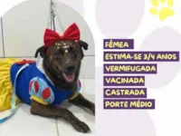 Cachorro raça SRD-ViraLata idade 4 anos nome Tigresa