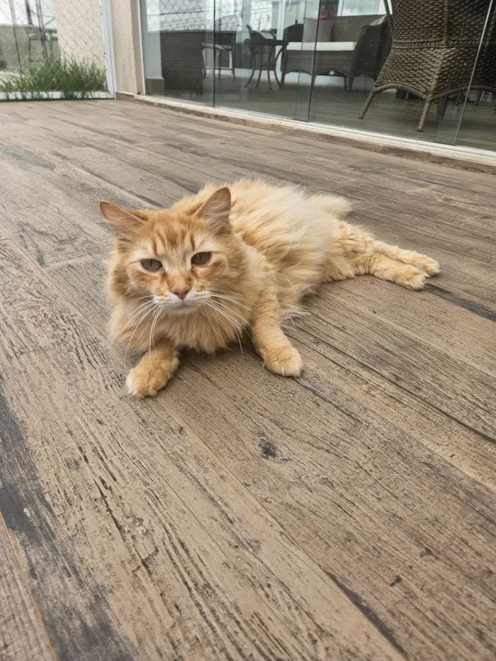 Gato ra a SRD-ViraLata idade 6 ou mais anos nome Quindim