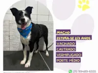 Cachorro raça SRD-ViraLata idade 3 anos nome Zeus