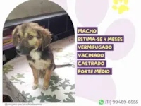 Cachorro raça SRD-ViraLata idade 2 a 6 meses nome Amendoim 