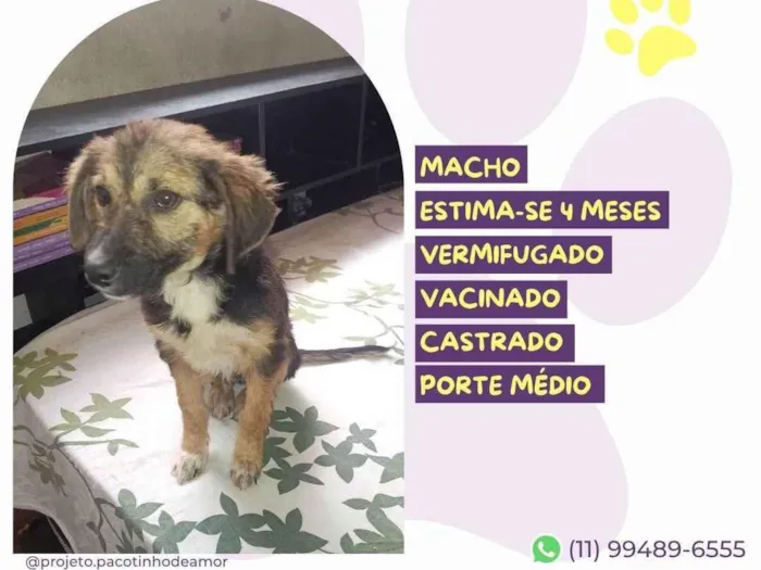 Cachorro raça SRD-ViraLata idade 2 a 6 meses nome Amendoim 